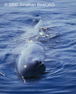 The Wonders Of The Seas Sperm Whales