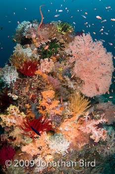 Indonesian Reef