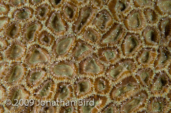 Star coral polyps