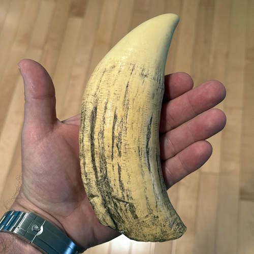Large sperm whale tooth held in a human hand showing scale and texture